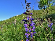 14 Salvia pratensis (Salvia dei prati)